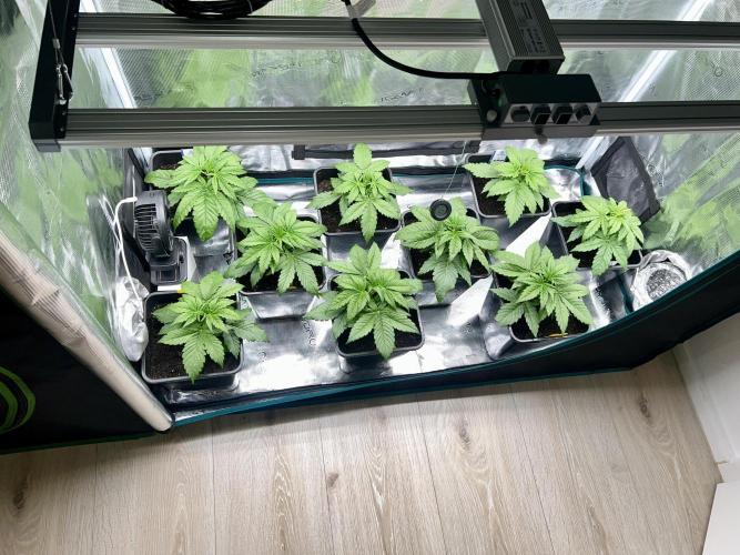 1st Grow 2024. Week 2