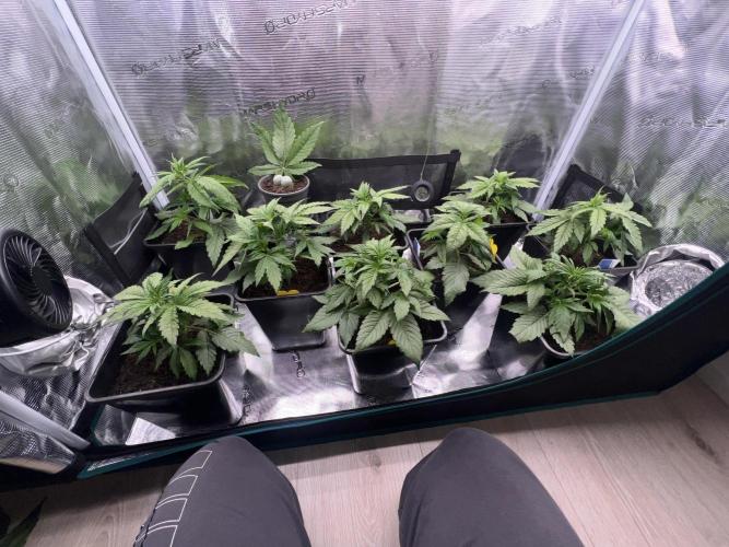 1st Grow 2024. Week 2