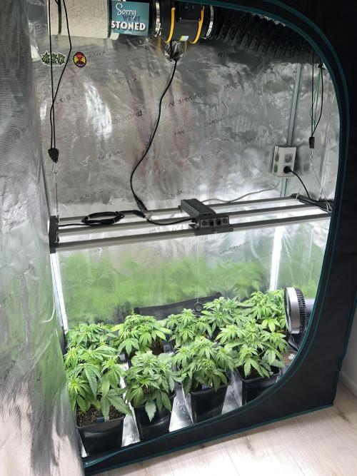 1st Grow 2024. Week 3
