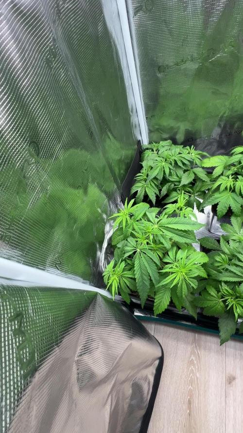 My first grow 2 years ago