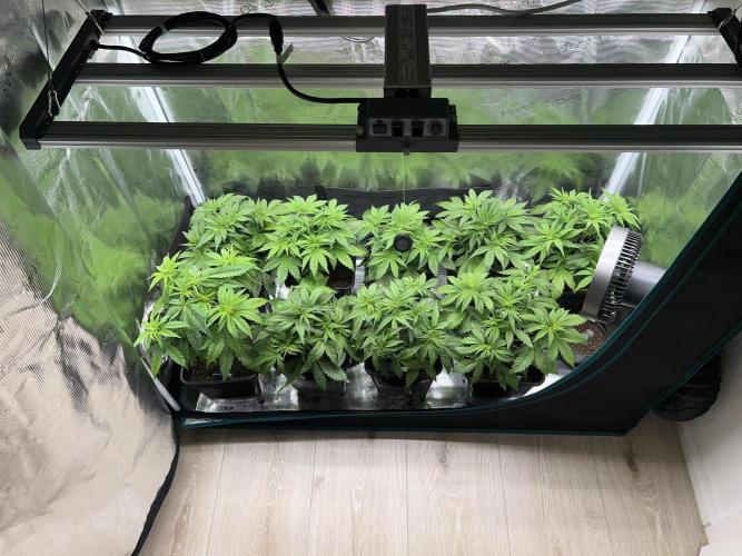 1st Grow 2024. Week 3