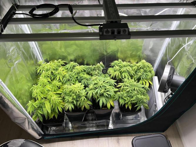1st Grow 2024. Week 4