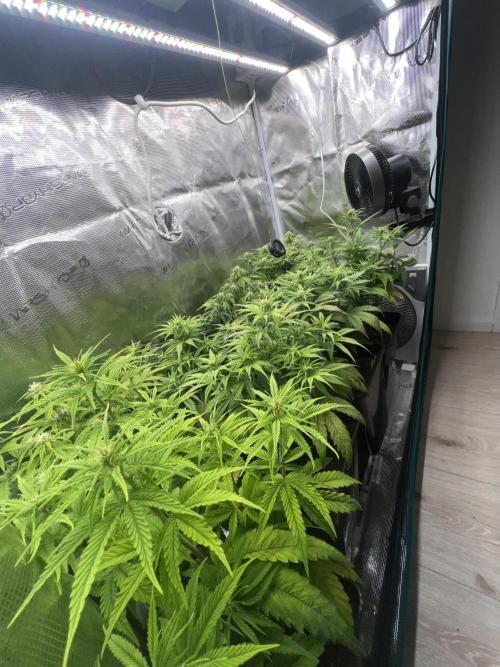 1st Grow 2024. Week 4