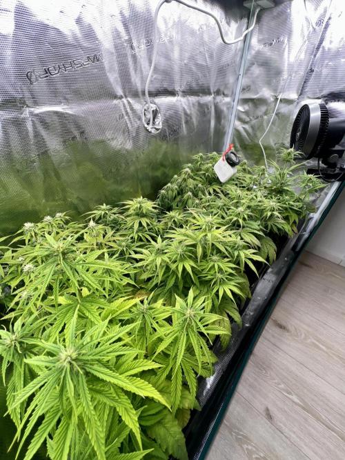 1st Grow 2024. Week 5