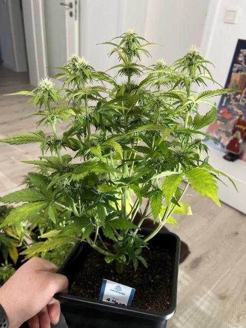 1st Grow 2024. Week 5
