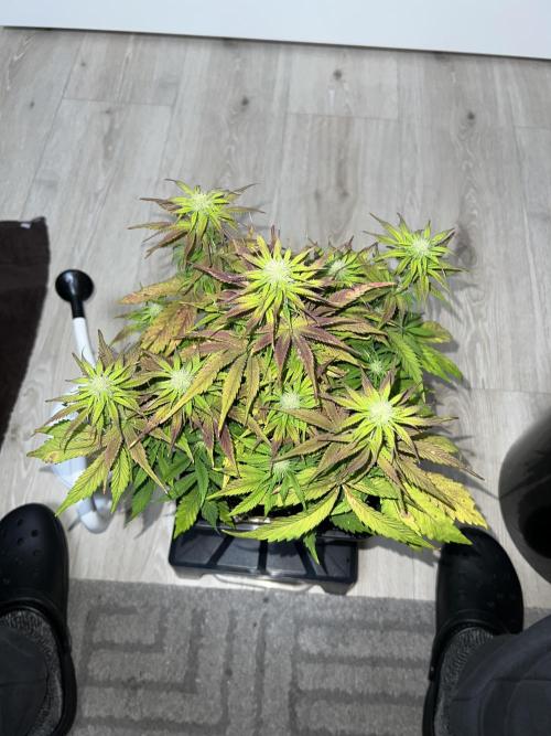1st Grow 2024. Week 6