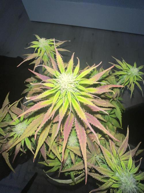 1st Grow 2024. Week 6