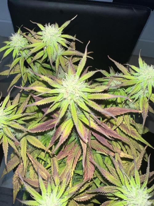 1st Grow 2024. Week 6
