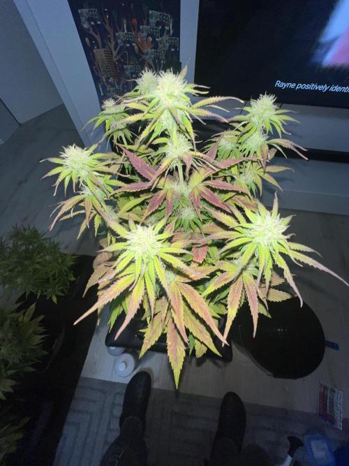 1st Grow 2024. Week 6