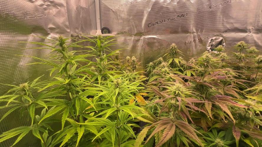 My first grow 2 years ago