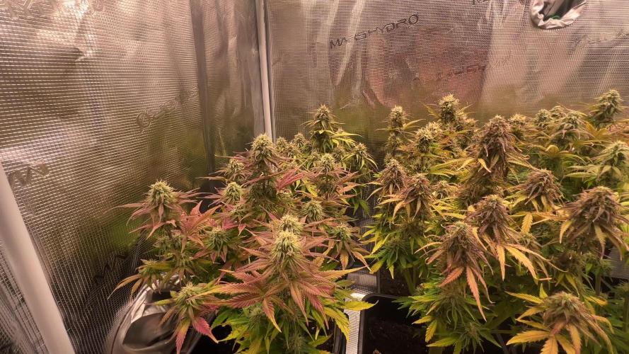 My first grow 2 years ago