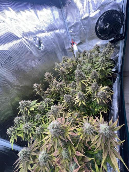 1st Grow 2024. Week 8