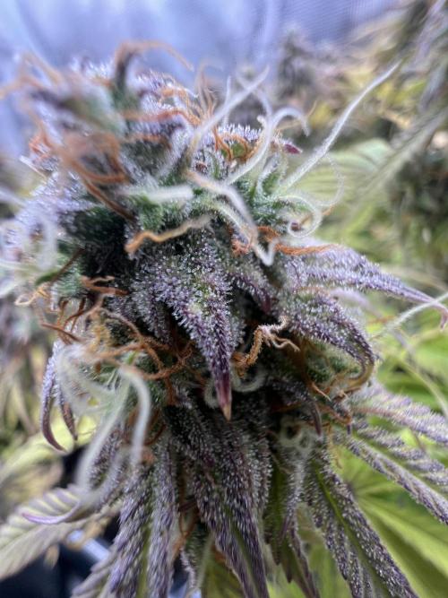 1st Grow 2024. Week 9