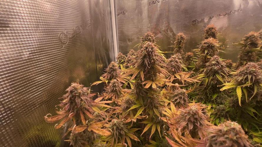 My first grow 2 years ago