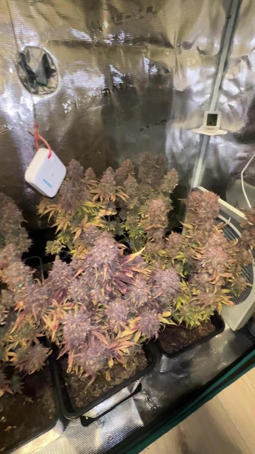 My first grow 2 years ago