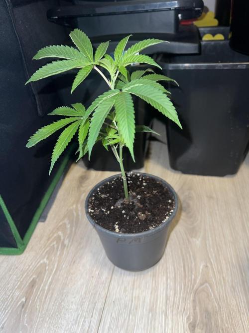 2nd grow 2025. Week 1 - Permanent Marker Doja Cut 