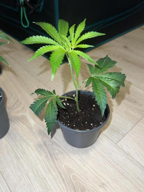 2nd grow 2025. Week 1 - Apple Fritter Lumpys Cut 