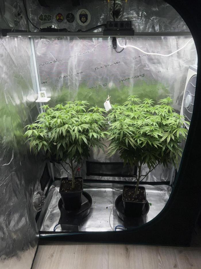 2nd grow 2025. Week 9