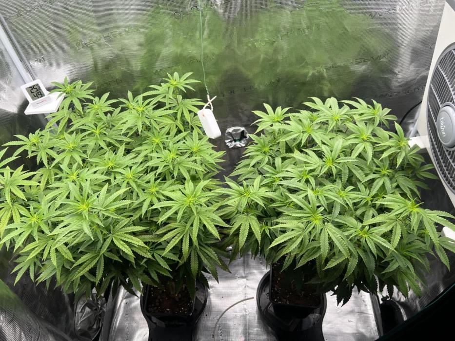2nd grow 2025. Week 10
