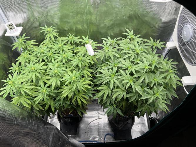 2nd grow 2025. Week 11