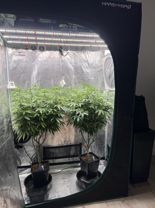 2nd grow 2025. Week 11