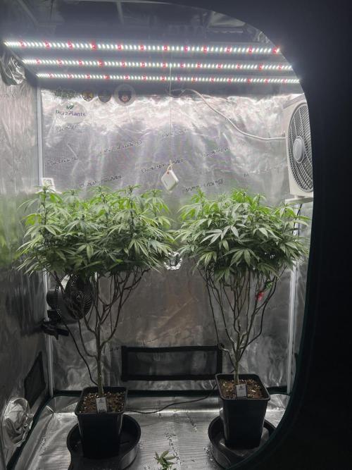2nd grow 2025. Week 11