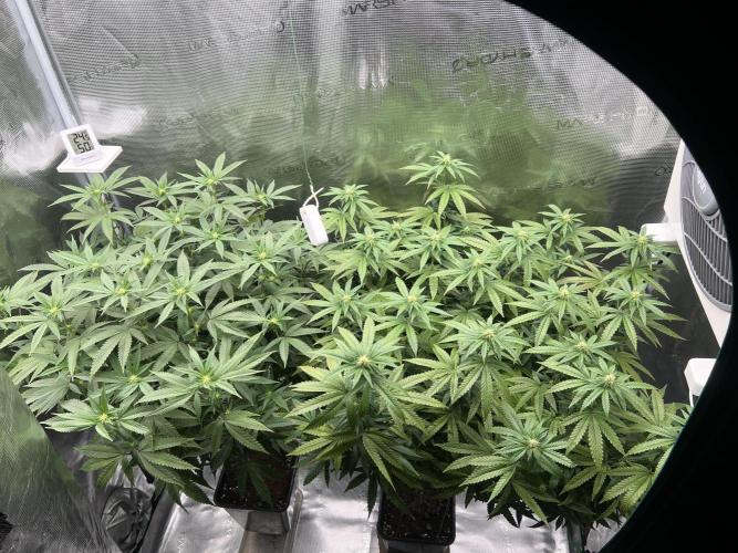 2nd grow 2025. Week 12