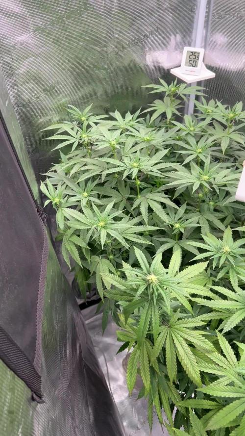 2nd grow 2025