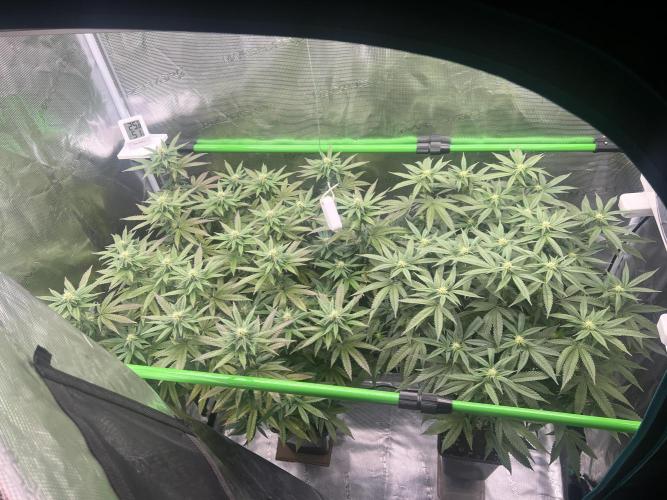 2nd grow 2025. Week 13