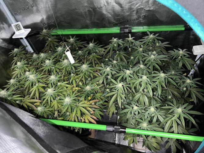 2nd grow 2025. Week 13