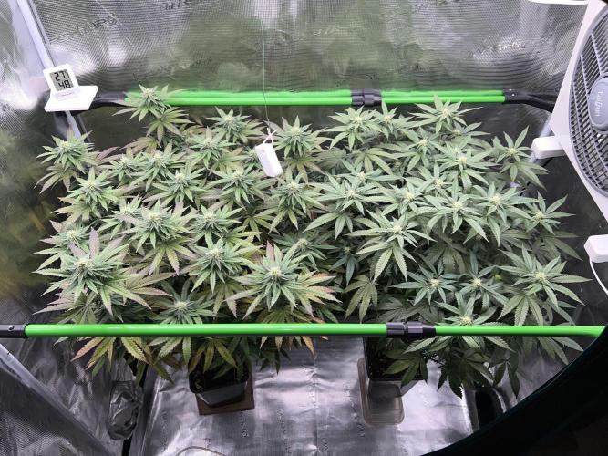2nd grow 2025. Week 13