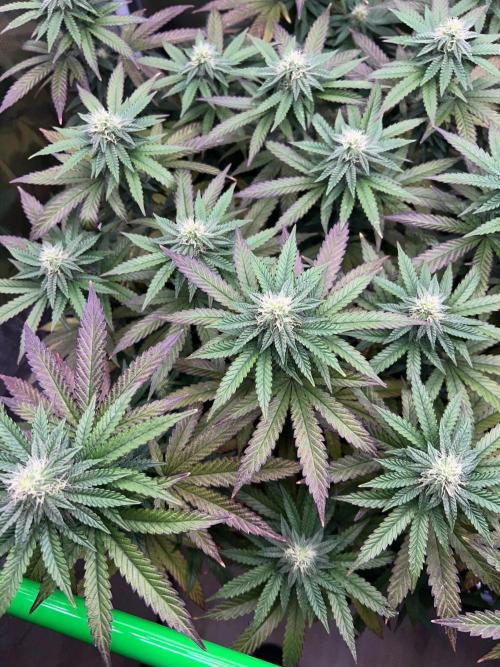 2nd grow 2025. Week 13