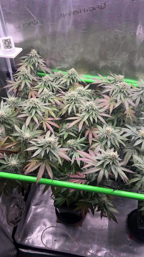 2nd grow 2025