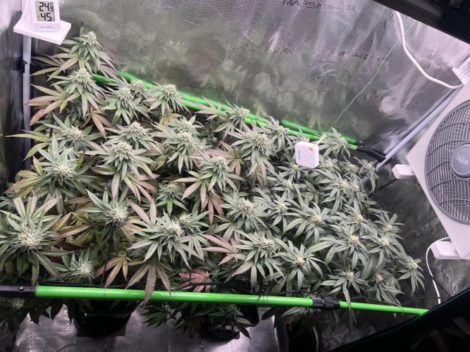 2nd grow 2025. Week 14