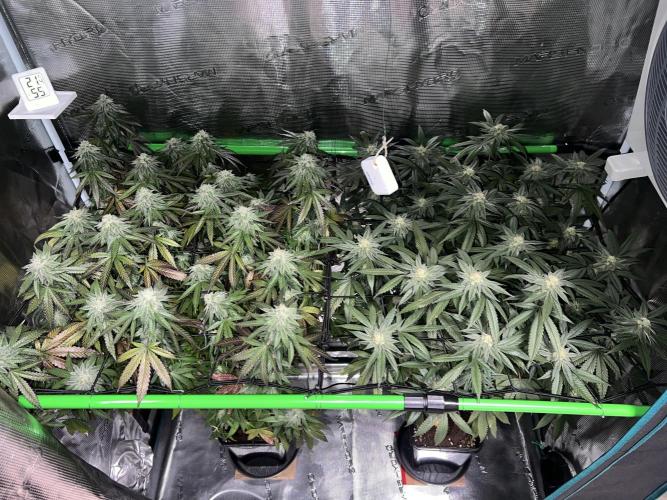 2nd grow 2025. Week 14