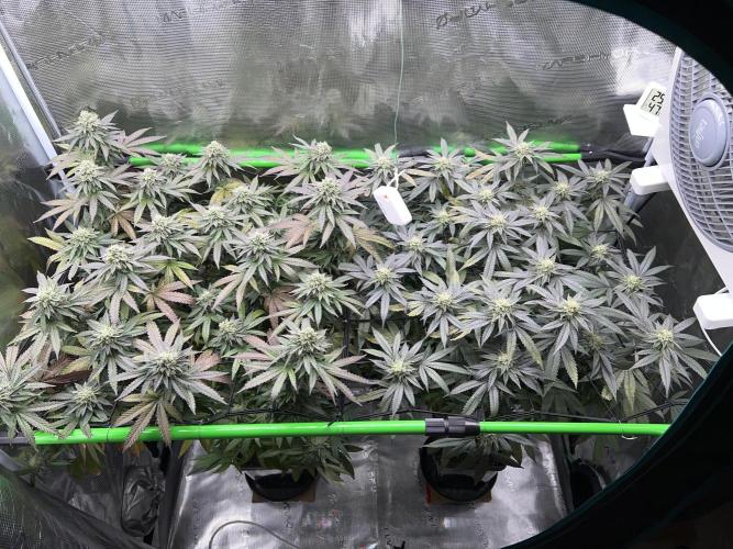 2nd grow 2025. Week 15