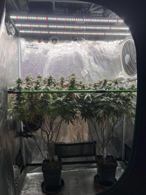 2nd grow 2025. Week 15