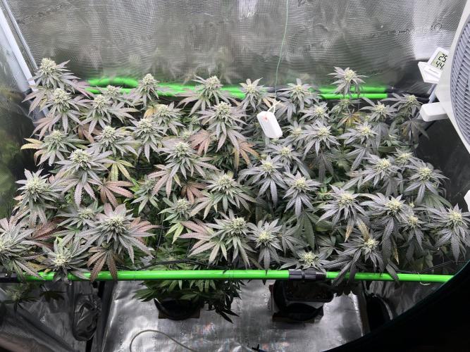 2nd grow 2025. Week 15