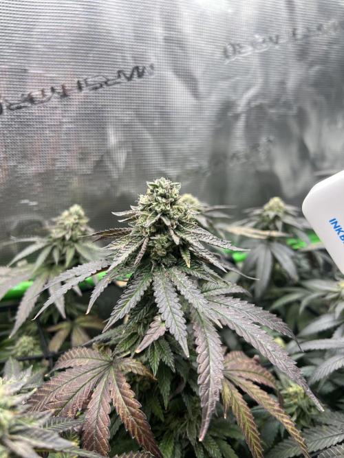 2nd grow 2025. Week 15
