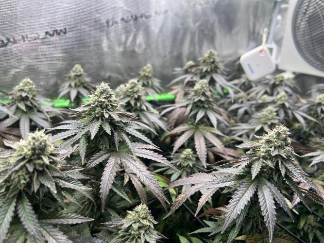2nd grow 2025. Week 15