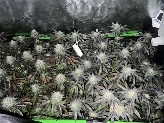 2nd grow 2025. Week 16