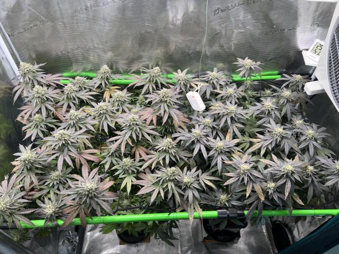 2nd grow 2025. Week 16