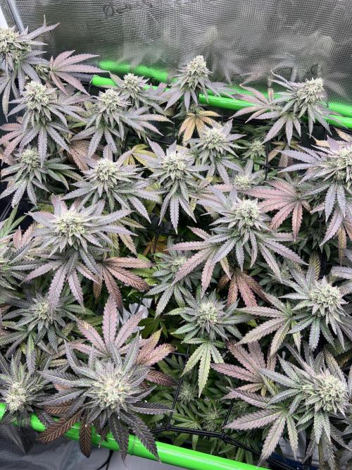 2nd grow 2025. Week 16