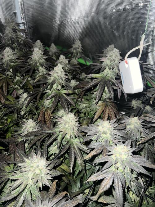 2nd grow 2025. Week 17