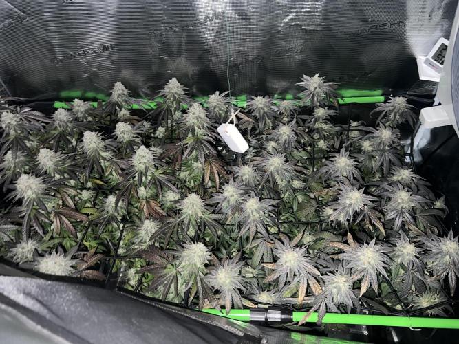 2nd grow 2025. Week 17