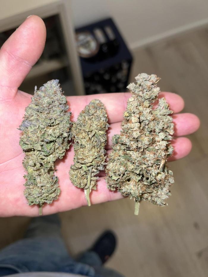 2nd grow 2025. Week 19