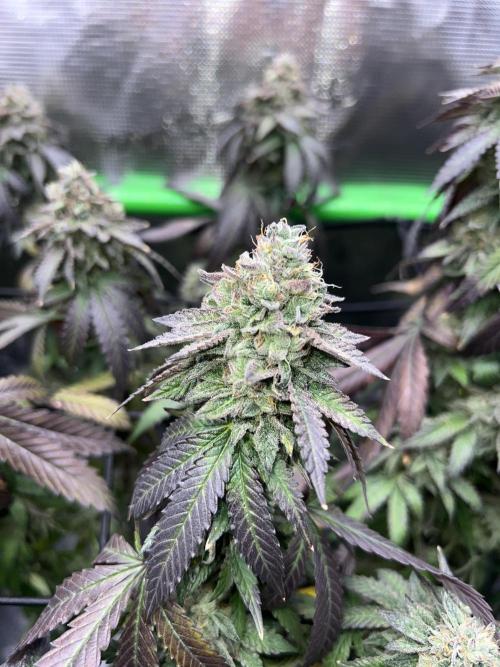 2nd grow 2025. Week 18