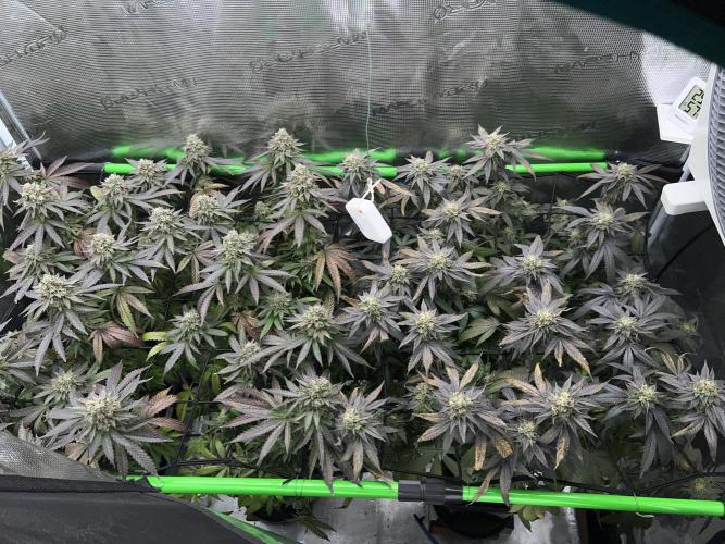 2nd grow 2025. Week 17