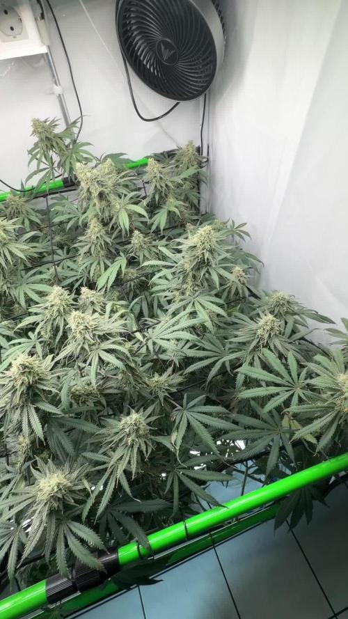 Blue Zushi & Gelato #33 Clones