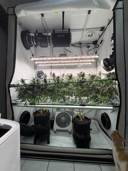 Blue Zushi & Gelato #33 Clones. Week 16